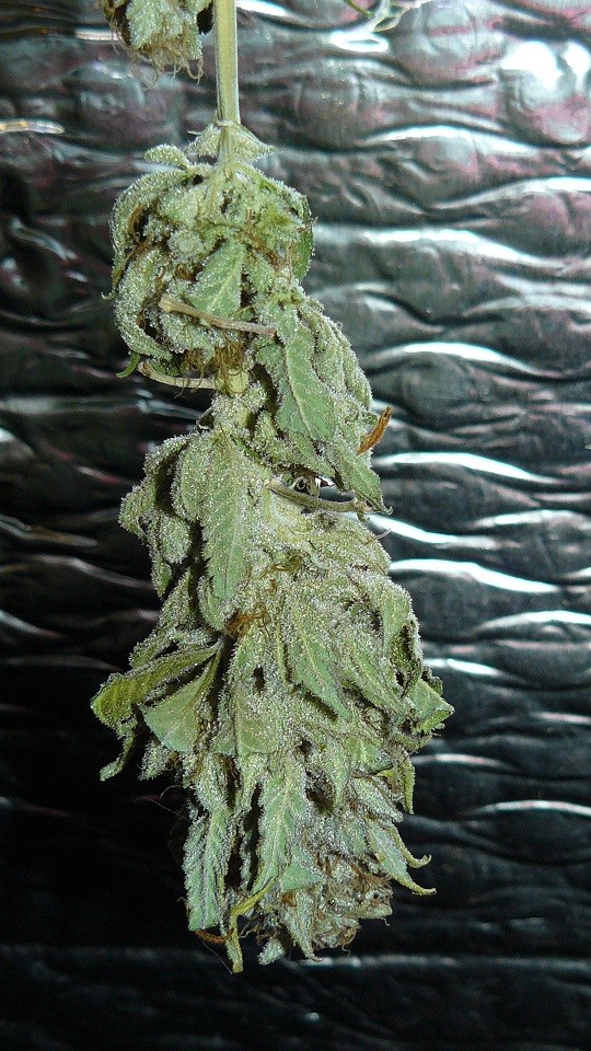 drobes 24 10 22 041