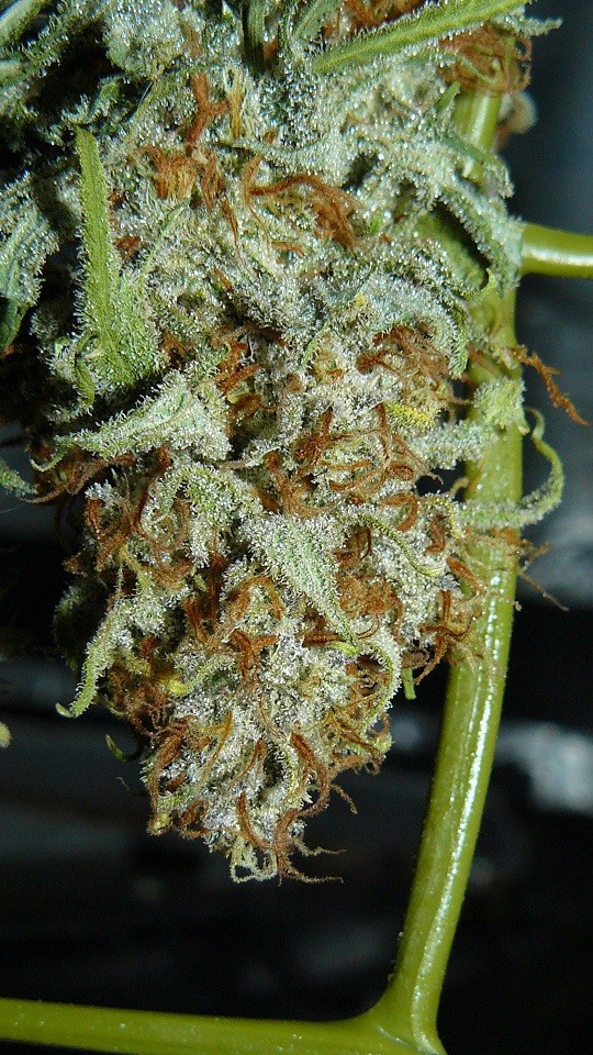 drobes 24 10 22 043
