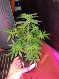 Glueberry O.G and The Ultimate by Dutch Passion