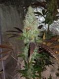 Shiva's soul #5