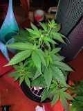Glueberry O.G and The Ultimate by Dutch Passion