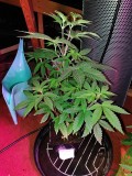 Glueberry O.G and The Ultimate by Dutch Passion