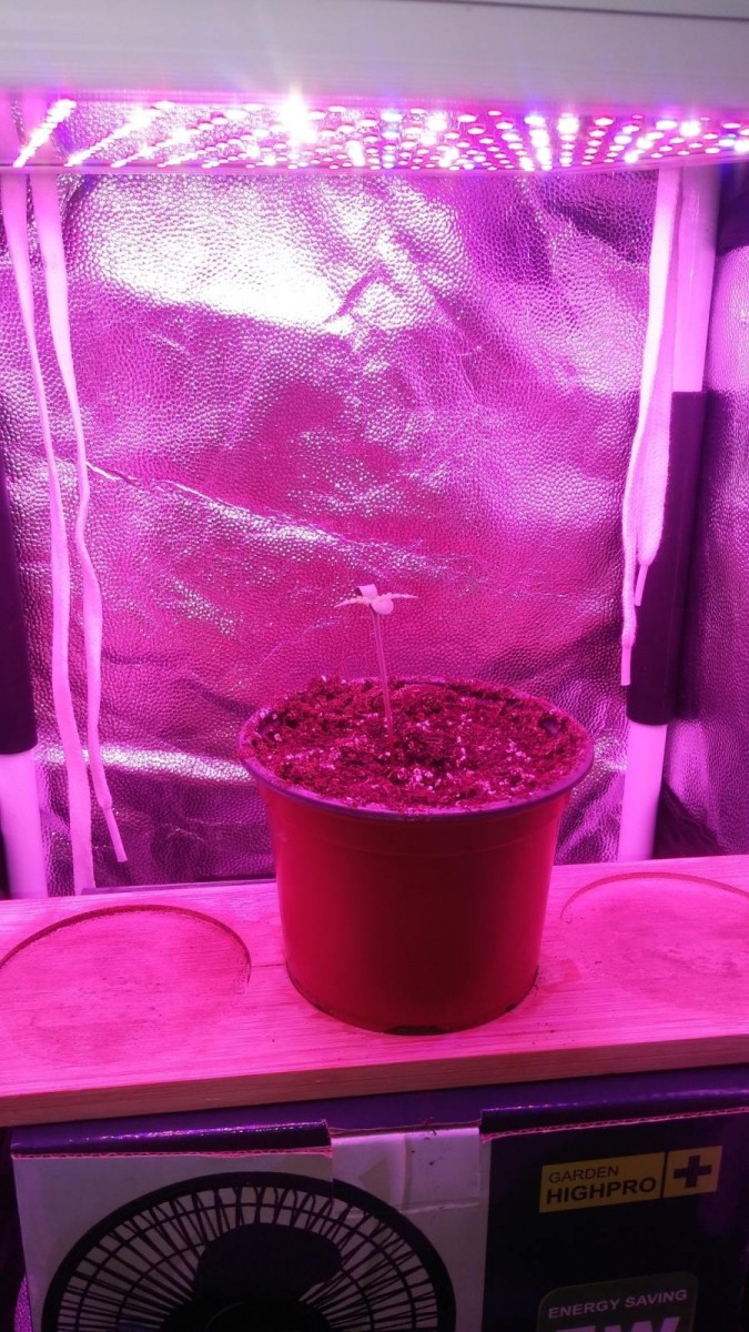 SEEDLING WEEK 1