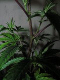 1 veg (8)