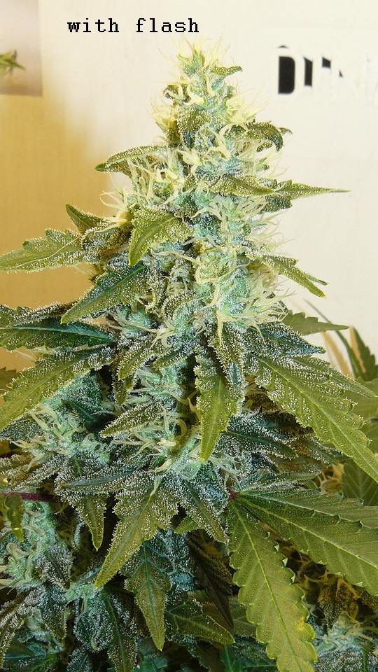 drobes 31 10 22 002