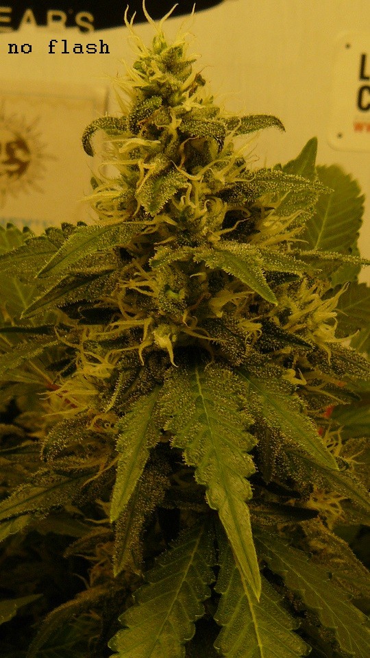 drobes 31 10 22 003