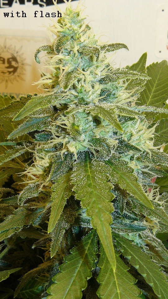 drobes 31 10 22 004