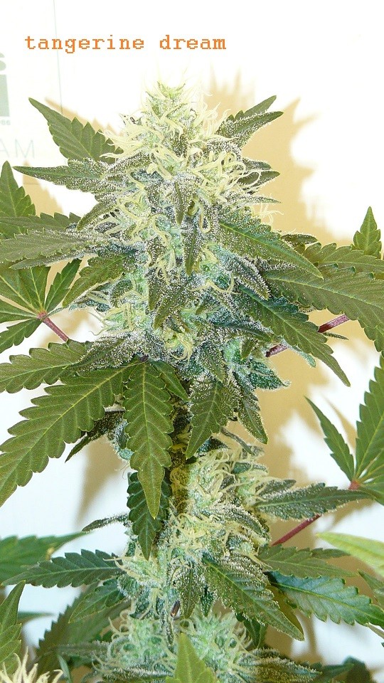 drobes 31 10 22 005