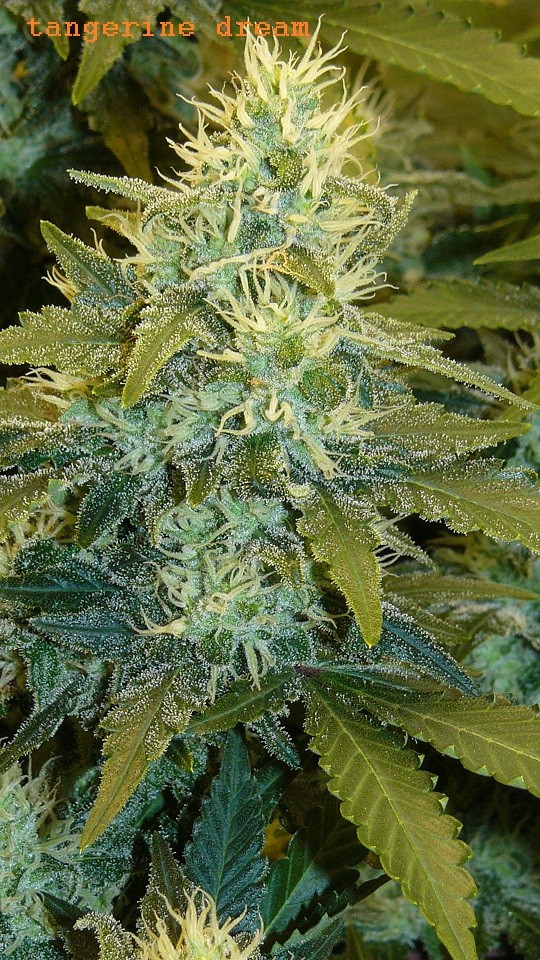 drobes 31 10 22 006