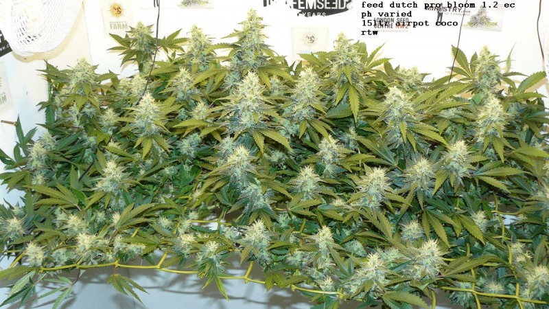 drobes 31 10 22 008