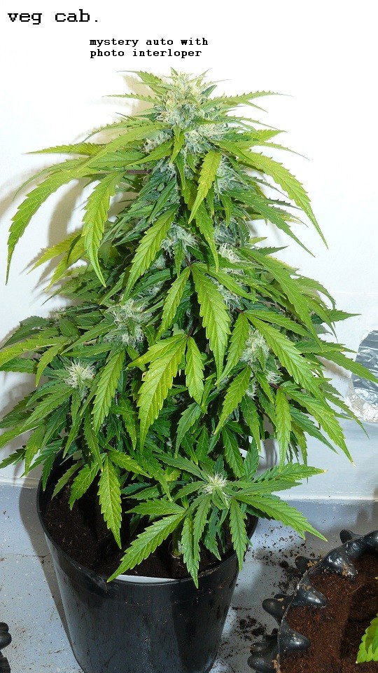 drobes 31 10 22 019