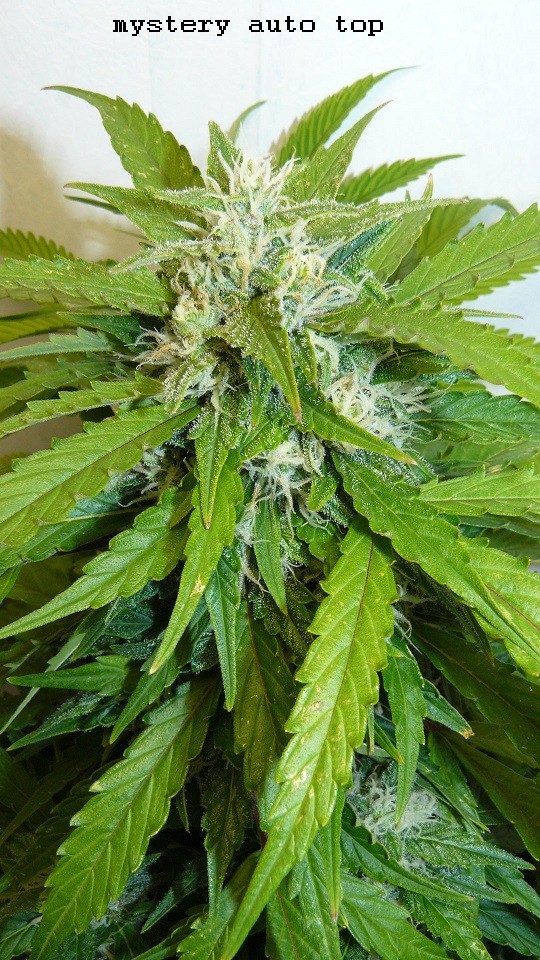 drobes 31 10 22 020