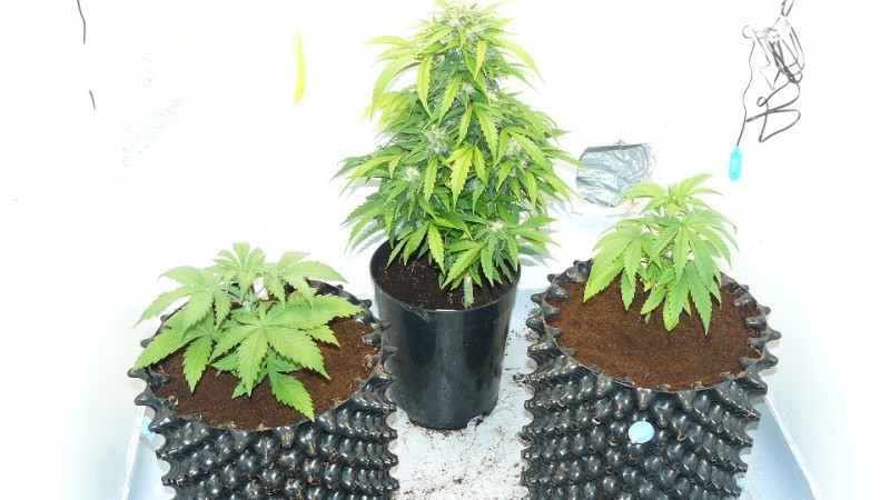 drobes 31 10 22 025