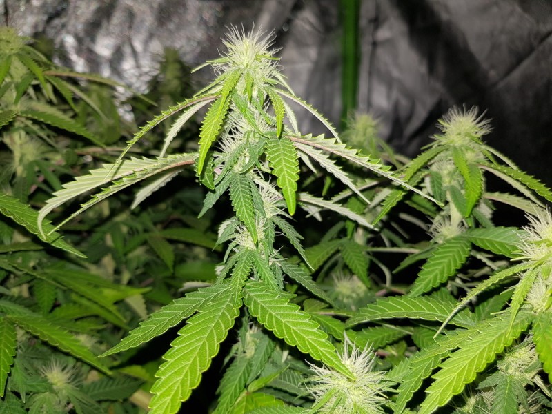 Agent Orange flower 19 days