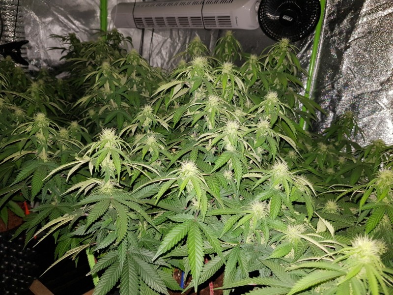 Agent Orange flower 19 days