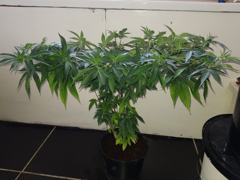 Agent Orange supercropping and topping in veg, 2l coco