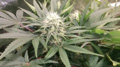 WEEK 5 BLOOM