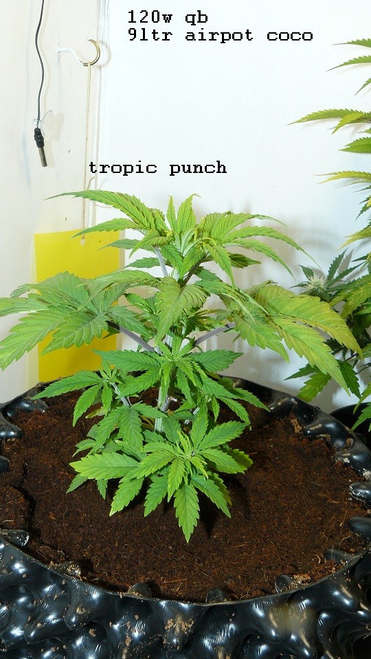 drobes 06 11 22 010