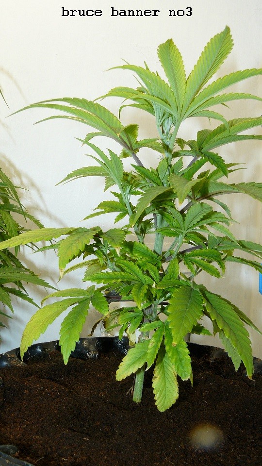 drobes 06 11 22 012