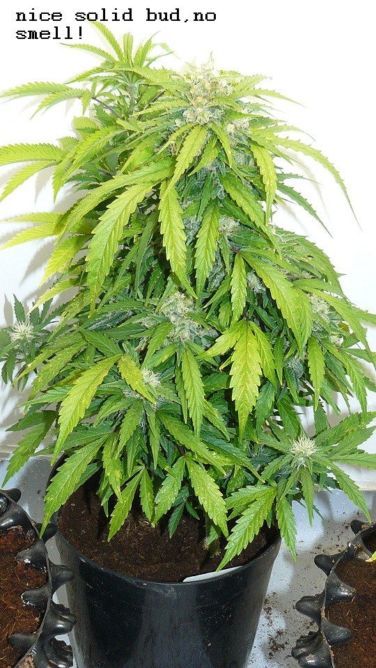 drobes 06 11 22 015
