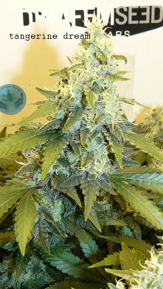 drobes 06 11 22 021
