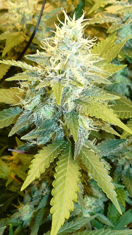 drobes 06 11 22 022