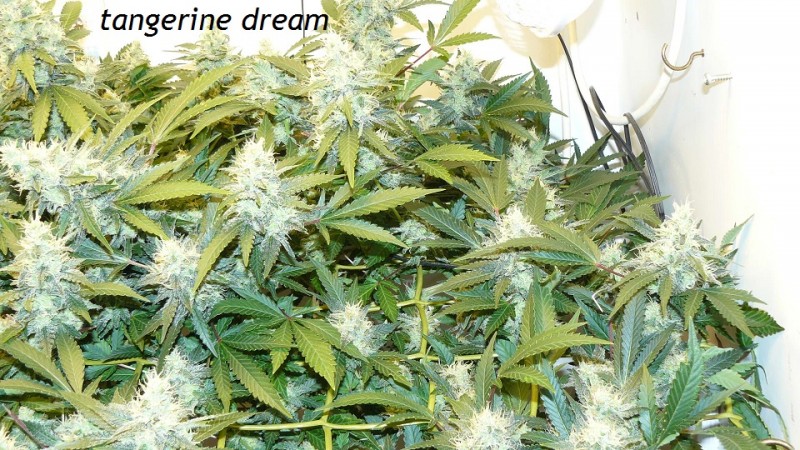 drobes 06 11 22 025