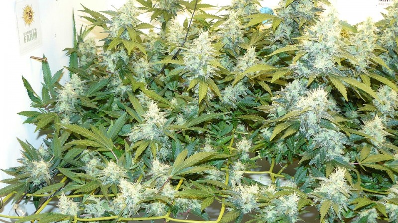 drobes 06 11 22 027