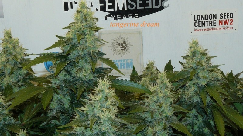drobes 06 11 22 031