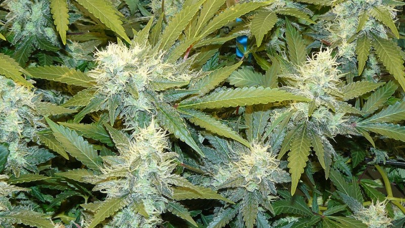 drobes 06 11 22 032