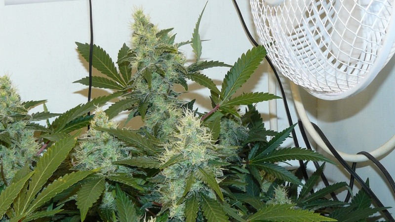 drobes 06 11 22 033
