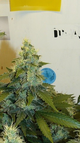 drobes 06 11 22 036