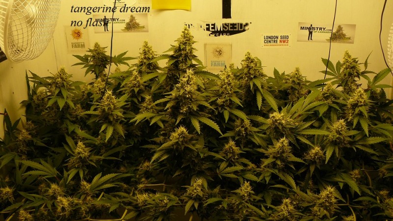 drobes 06 11 22 041