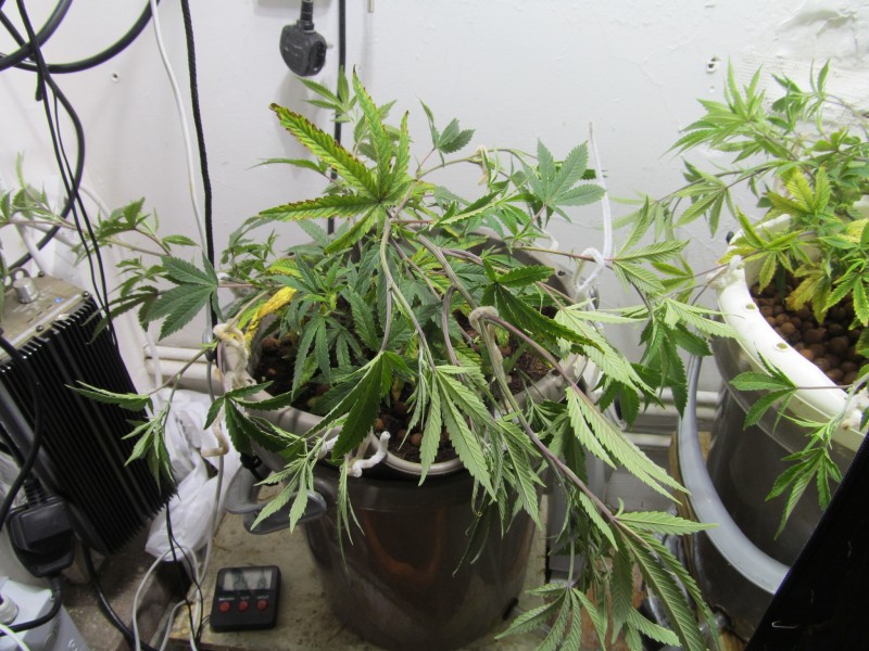 7.11 (3)