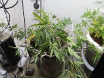 7.11 (3)