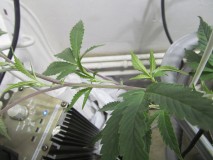 7.11 (9)