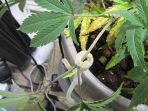 7.11 (10)