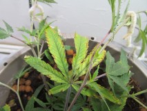 7.11 (14)
