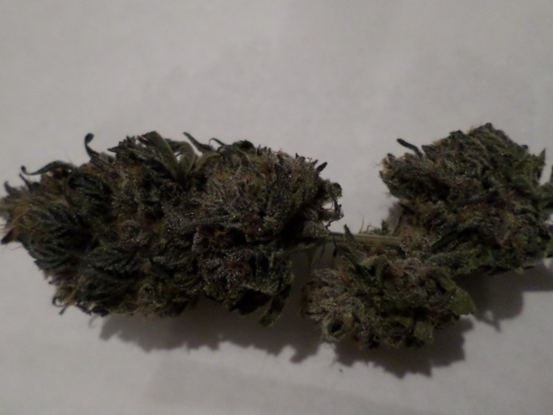 spritzdarkbud