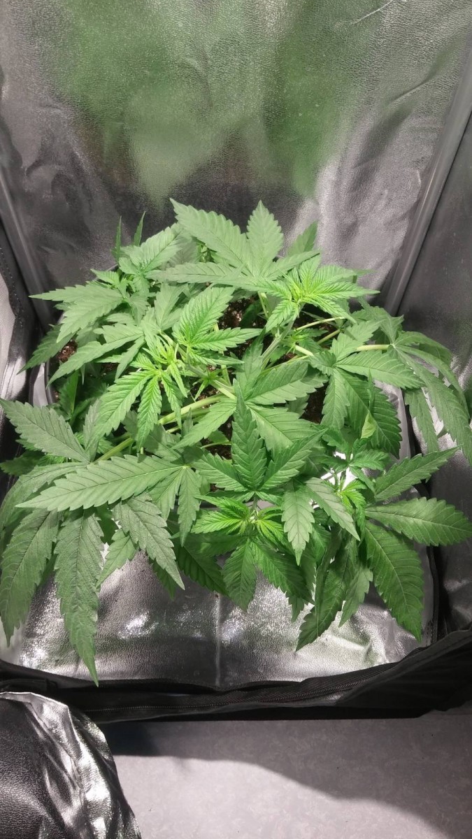 WEEK 3 GROW