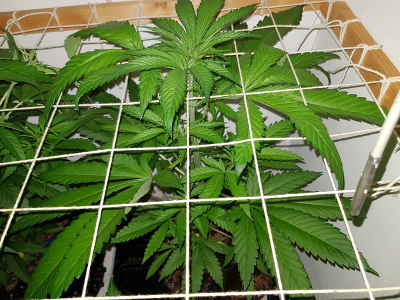 Unkown Strain