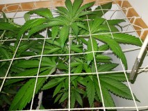 Unkown Strain