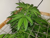 Unkown Strain