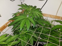 Unkown Strain