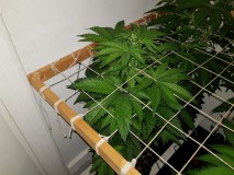 Unkown Strain