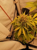IMG_20221108_193623