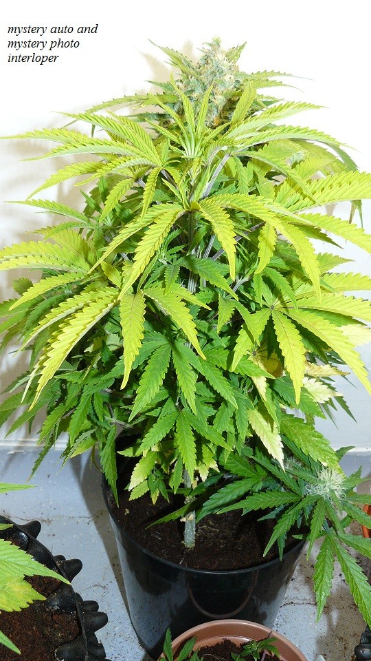 drobes and plants 10 11 22 011