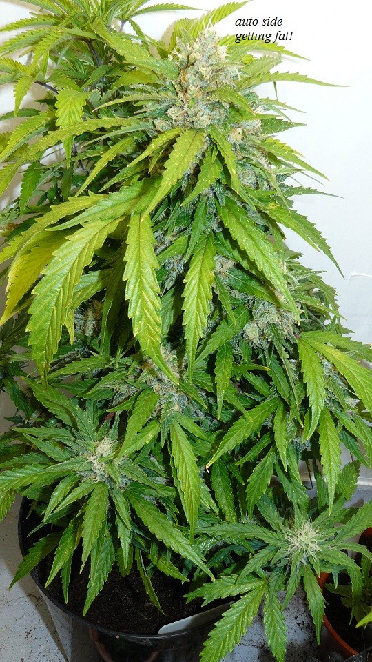 drobes and plants 10 11 22 012