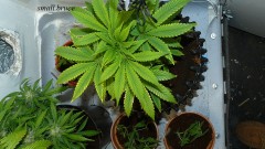 drobes and plants 10 11 22 017