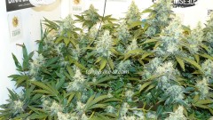 drobes and plants 10 11 22 022